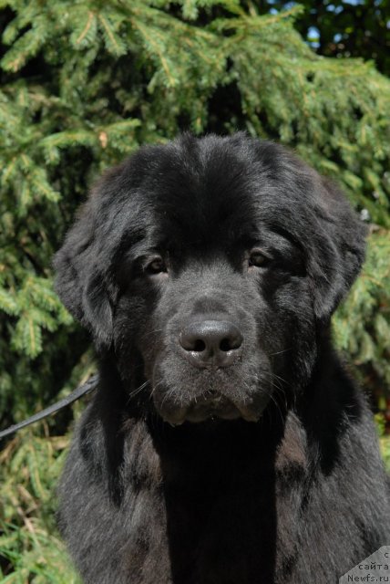 Фото: ньюфаундленд Sent Djons Tehasskiy Reyndjer (Сент Джонс Техасский Рейнджер)