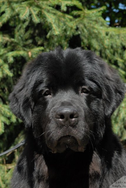 Фото: ньюфаундленд Sent Djons Tehasskiy Reyndjer (Сент Джонс Техасский Рейнджер)