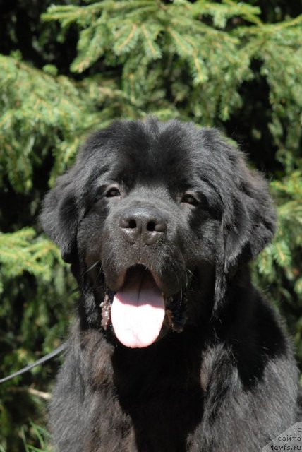Фото: ньюфаундленд Sent Djons Tehasskiy Reyndjer (Сент Джонс Техасский Рейнджер)
