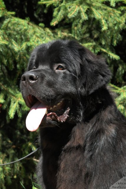 Фото: ньюфаундленд Sent Djons Tehasskiy Reyndjer (Сент Джонс Техасский Рейнджер)