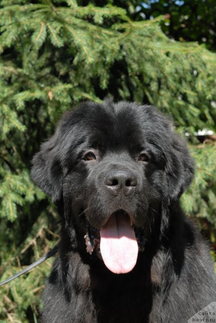 Фото: ньюфаундленд Sent Djons Tehasskiy Reyndjer (Сент Джонс Техасский Рейнджер)