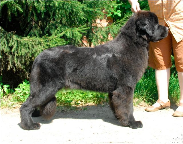 Фото: ньюфаундленд Sent Djons Tais Afinskaya (Сент Джонс Таис Афинская)