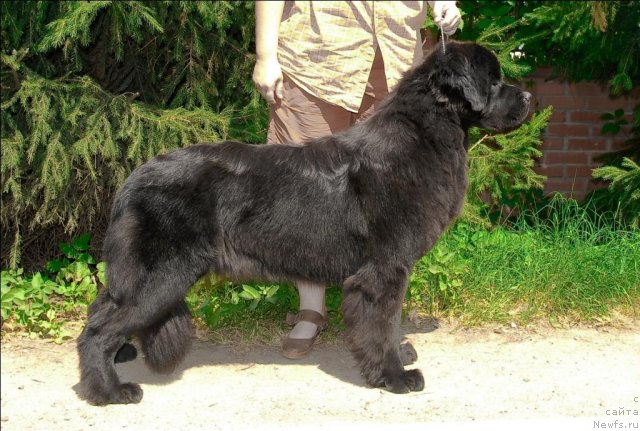 Фото: ньюфаундленд Sent Djons Tais Afinskaya (Сент Джонс Таис Афинская)