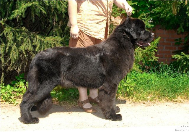 Фото: ньюфаундленд Sent Djons Tais Afinskaya (Сент Джонс Таис Афинская)