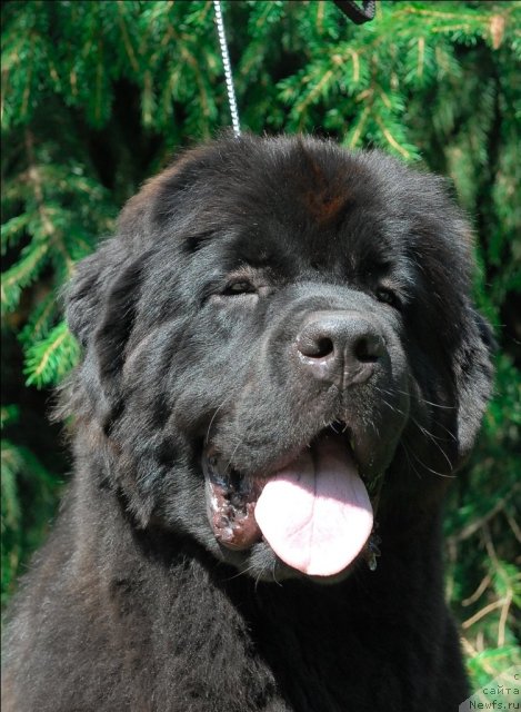 Фото: ньюфаундленд Sent Djons Tais Afinskaya (Сент Джонс Таис Афинская)