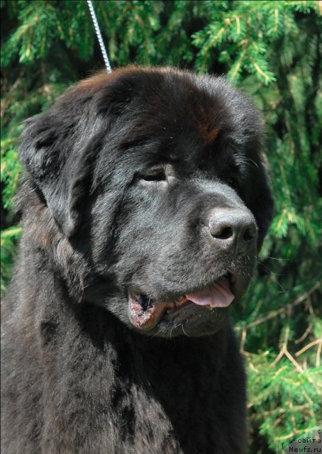 Фото: ньюфаундленд Sent Djons Tais Afinskaya (Сент Джонс Таис Афинская)