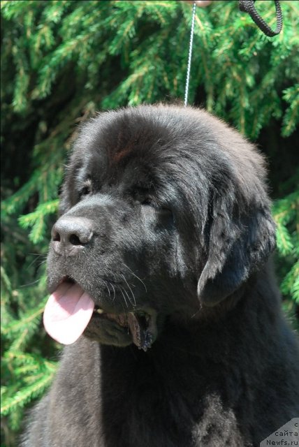 Фото: ньюфаундленд Sent Djons Tais Afinskaya (Сент Джонс Таис Афинская)