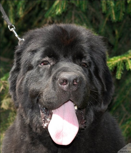 Фото: ньюфаундленд Sent Djons Tais Afinskaya (Сент Джонс Таис Афинская)