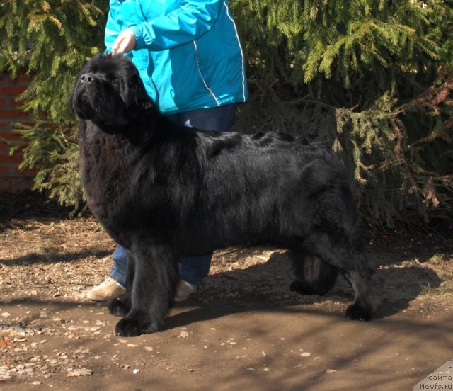Фото: ньюфаундленд Sent Djons Tender Kiss of Elly (Сент Джонс Тендер Кисс оф Элли)