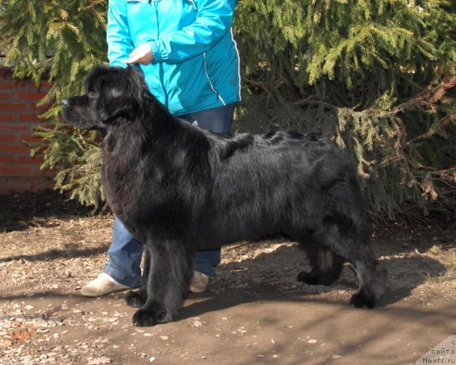 Фото: ньюфаундленд Sent Djons Tender Kiss of Elly (Сент Джонс Тендер Кисс оф Элли)