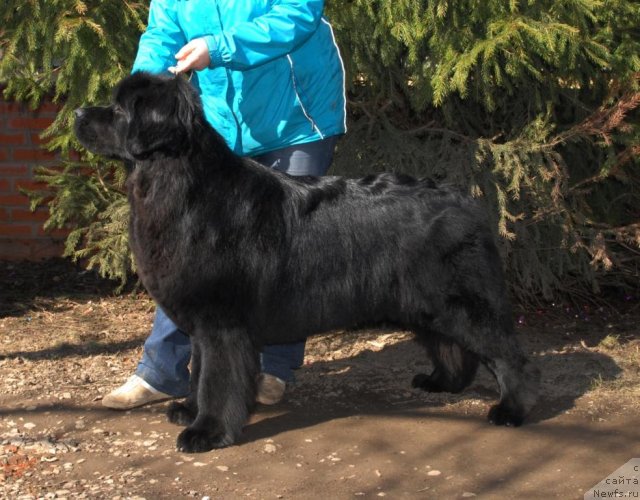 Фото: ньюфаундленд Sent Djons Tender Kiss of Elly (Сент Джонс Тендер Кисс оф Элли)