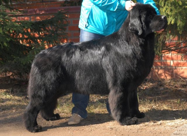 Фото: ньюфаундленд Sent Djons Tender Kiss of Elly (Сент Джонс Тендер Кисс оф Элли)