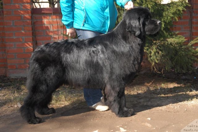 Фото: ньюфаундленд Sent Djons Tender Kiss of Elly (Сент Джонс Тендер Кисс оф Элли)