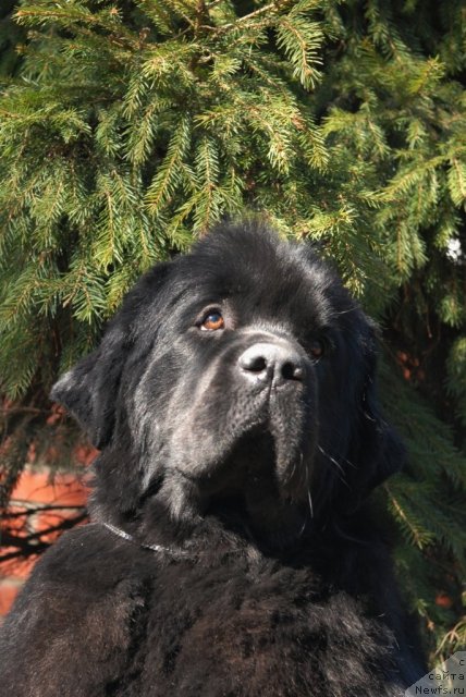 Фото: ньюфаундленд Sent Djons Tender Kiss of Elly (Сент Джонс Тендер Кисс оф Элли)