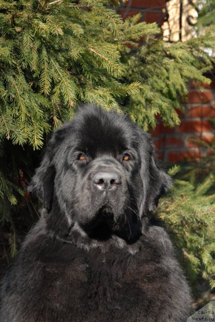 Фото: ньюфаундленд Sent Djons Tender Kiss of Elly (Сент Джонс Тендер Кисс оф Элли)