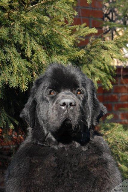 Фотография № 64275