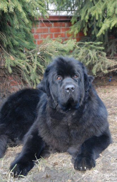 Фото: ньюфаундленд Sent Djons Tender Kiss of Elly (Сент Джонс Тендер Кисс оф Элли)