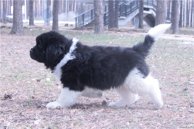 Фото: ньюфаундленд Super Premium Zippi Senseyshen (Супер Премиум Зиппи Сенсейшен)