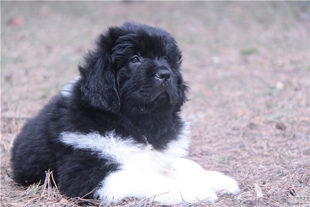 Фото: ньюфаундленд Super Premium Zippi Senseyshen (Супер Премиум Зиппи Сенсейшен)