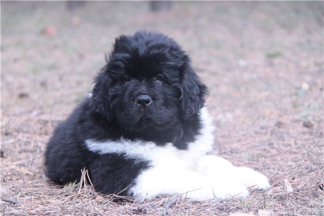 Фото: ньюфаундленд Super Premium Zippi Senseyshen (Супер Премиум Зиппи Сенсейшен)