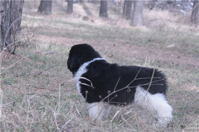 Фото: ньюфаундленд Super Premium Zippi Senseyshen (Супер Премиум Зиппи Сенсейшен)