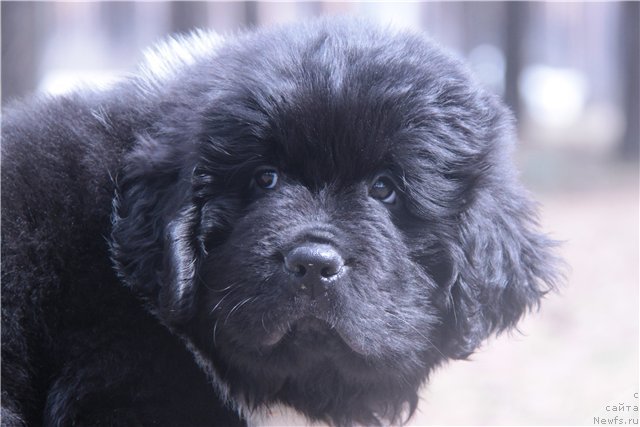 Фото: ньюфаундленд Super Premium Zippi Senseyshen (Супер Премиум Зиппи Сенсейшен)