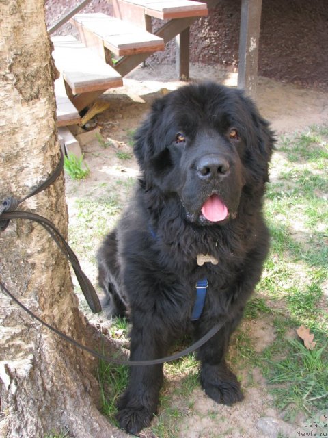 Фото: ньюфаундленд Sud'byi Podarok (Судьбы Подарок)