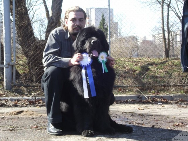 Фото: ньюфаундленд Manarh Vialiki Miadzvedz