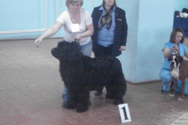 Фото: ньюфаундленд Akvatoriya Kelvin Integra (Акватория Келвин Интегра)