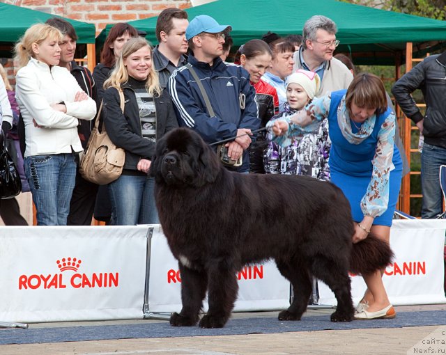 Фото: ньюфаундленд Potap Fidel' (Потап Фидель)