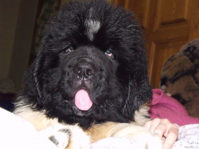 Фото: ньюфаундленд Jezl Monarha (Жезл Монарха)