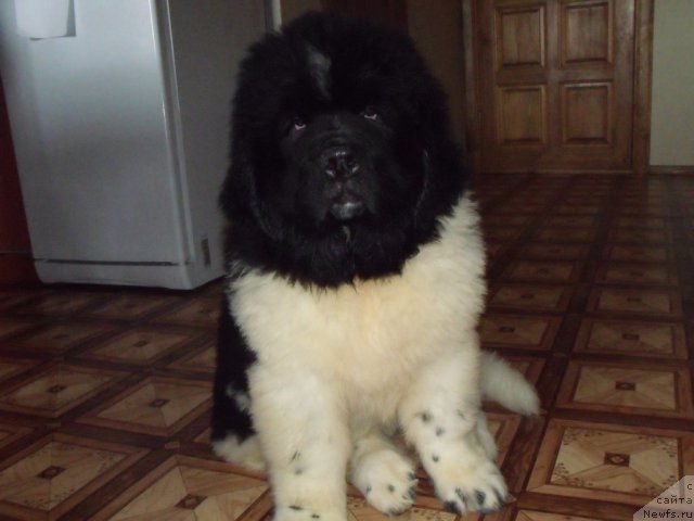 Фото: ньюфаундленд Jezl Monarha (Жезл Монарха)