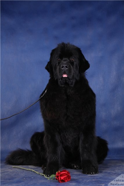 Фото: ньюфаундленд Sent Djons Tender Kiss of Elly (Сент Джонс Тендер Кисс оф Элли)