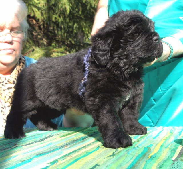 Фото: ньюфаундленд Smigar Jefferson ot Meskalero (Смигар Жефферсон от Мескалеро)