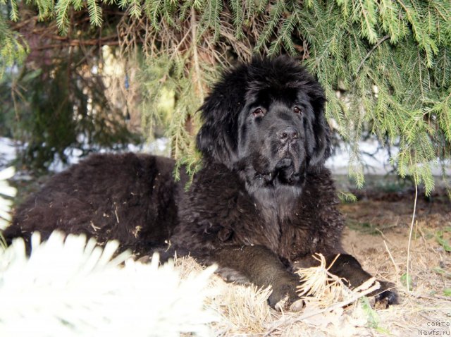 Фото: ньюфаундленд Smigar Galaxsy Shall Win (Смигар Галакси Шелл Вин)