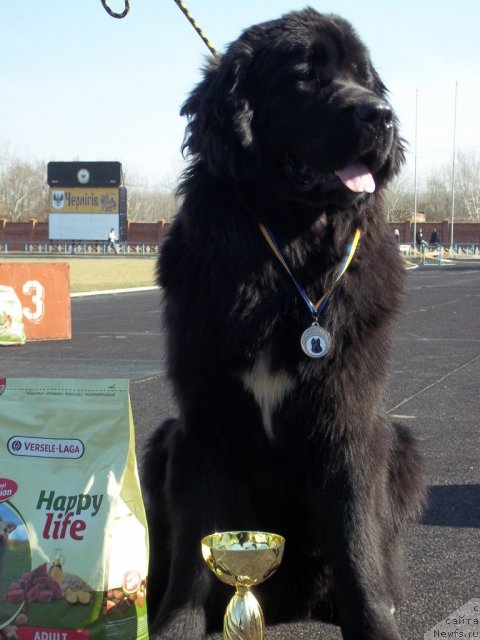 Фото: ньюфаундленд Leslley-Sia Flover (Лесли-Сиа Фловер)