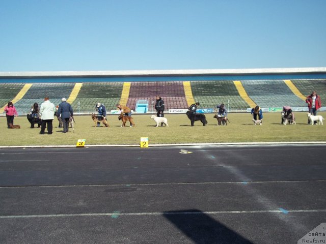 Фото: ньюфаундленд Leslley-Sia Flover (Лесли-Сиа Фловер)