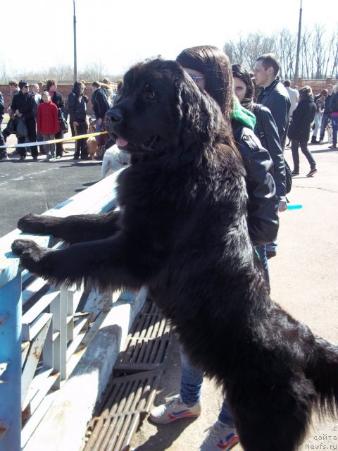 Фото: ньюфаундленд Leslley-Sia Flover (Лесли-Сиа Фловер)