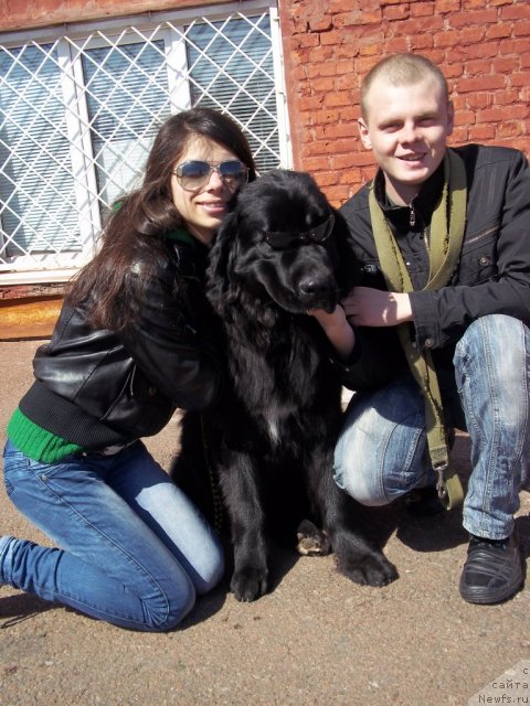 Фото: ньюфаундленд Leslley-Sia Flover (Лесли-Сиа Фловер), Marina Polevik (Марина Полевик)