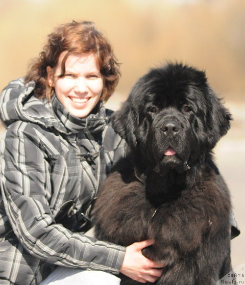 Фото: ньюфаундленд Aquatoriya Kelvin Lambordghini (Акватория Келвин Ламборджини), Anastasiya Mischenko (Анастасия Мищенко)