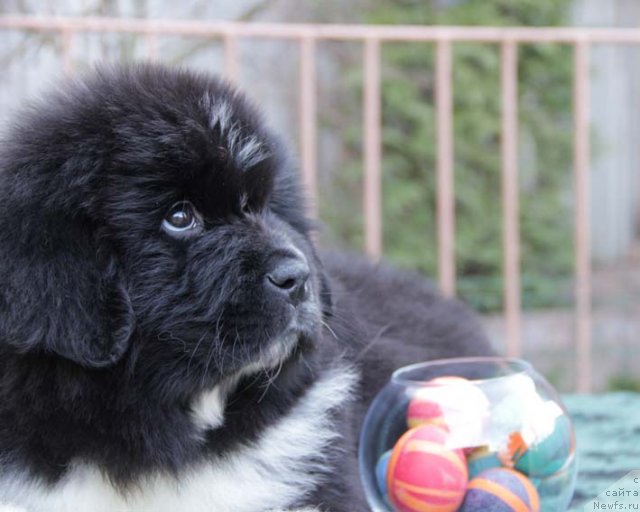 Фото: ньюфаундленд Uzor s Berega Dona (Узор с Берега Дона)