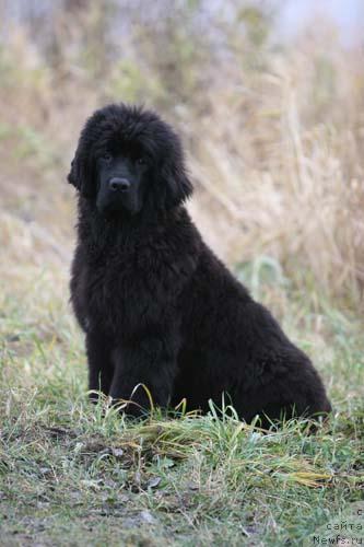 Фото: ньюфаундленд Arh B'yuti Oksi Svet (Арх Бьюти Окси Свет)