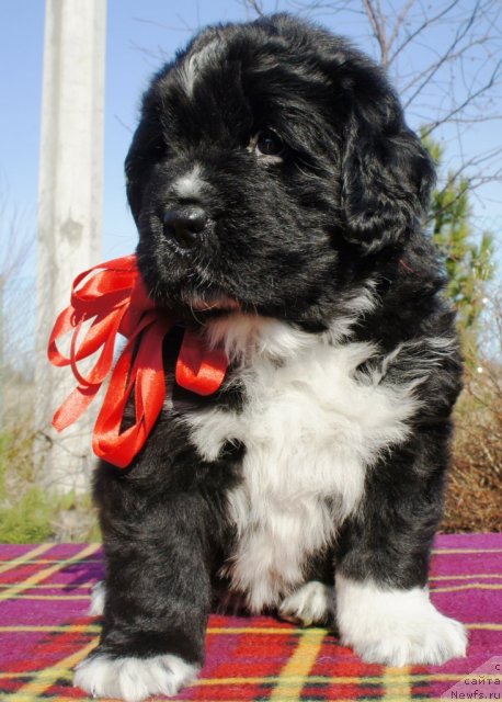 Фото: Piternyuf Enigma