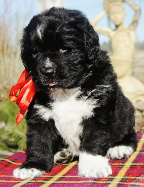 Фото: Piternyuf Enigma