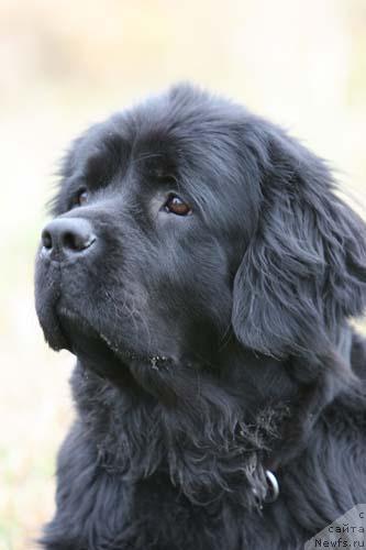 Фото: ньюфаундленд Charuyuschaya Noch ot Marleon Dusvik (Чарующая Ночь от Марлеон Дусвик)