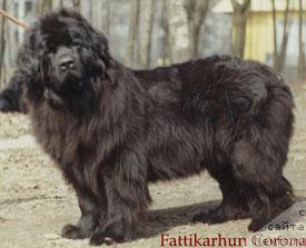 Фото: ньюфаундленд Fattikarhun Corona