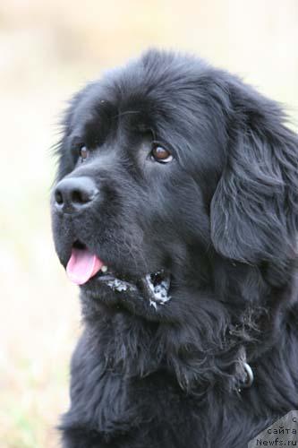 Фото: ньюфаундленд Charuyuschaya Noch ot Marleon Dusvik (Чарующая Ночь от Марлеон Дусвик)