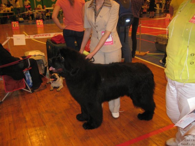 Фото: ньюфаундленд Markiza iz Medvej'ego YAra (Маркиза из Медвежьего Яра)