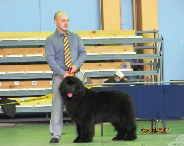 Фото: Aleksey Nistratov (Алексей Нистратов), ньюфаундленд Ih Vyisochestvo Vladlena Madjiks (Их Высочество Владлена Маджикс)