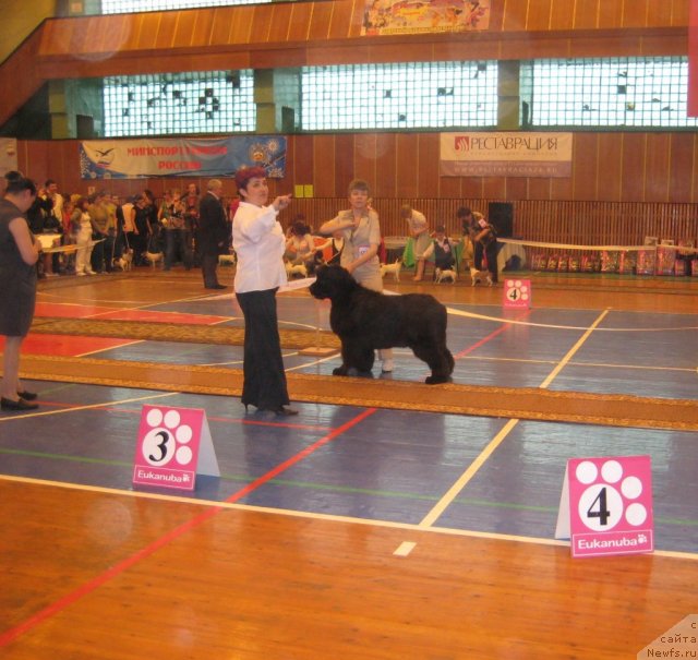 Фото: ньюфаундленд Super Premium Gold Kis (Супер Премиум Голд Кисс)